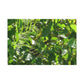 Gift Wrap Papers - Tree dots Wotton-Waven